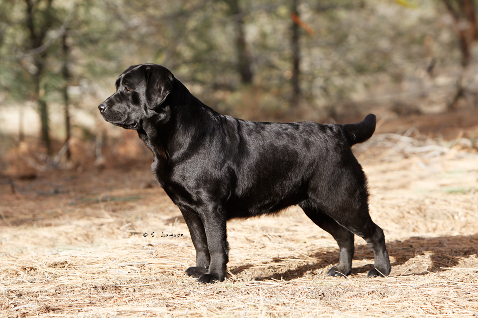 Black English Labrador Winner