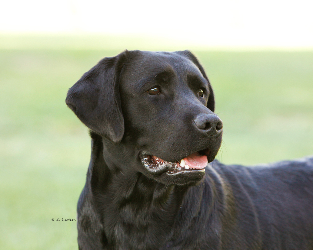 Belcarra Puppies Minx x Bugle